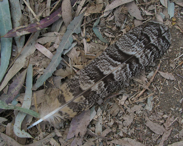 Great Horned Owl feather