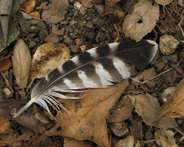 Red-shouldered Hawk feather?