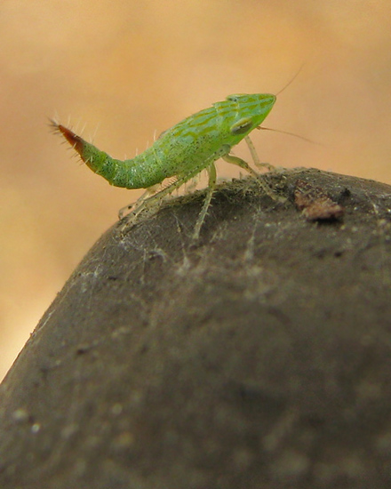 leafhopper nymph