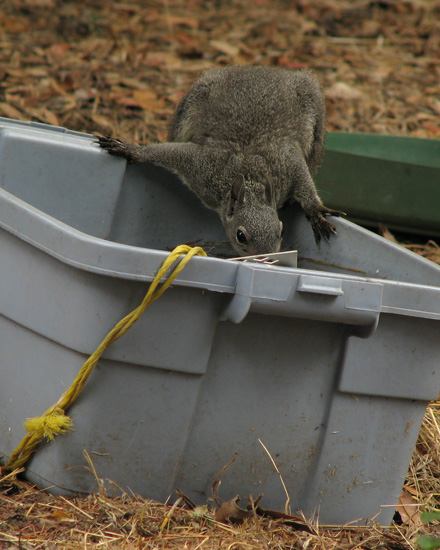 Western Gray Squirrel, drinking