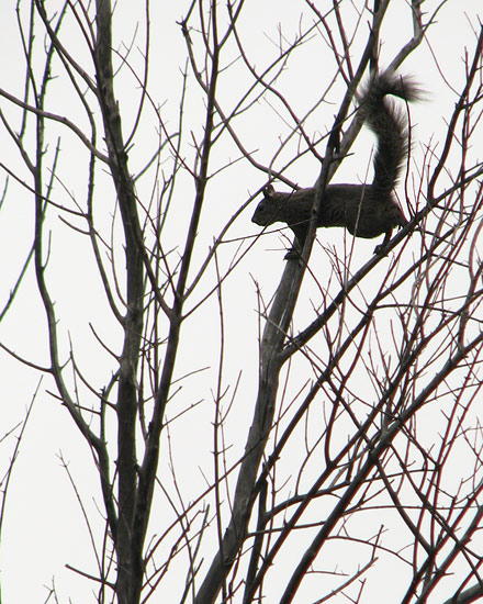 Western Gray Squirrel, on alert