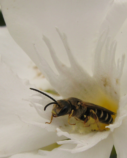bee sleeping in Oleander flower