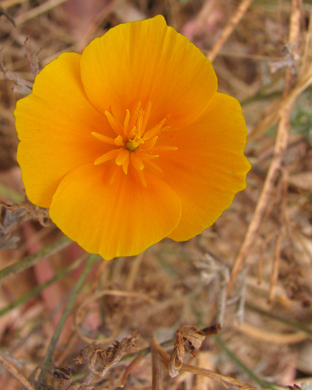 California Poppy, late in the season