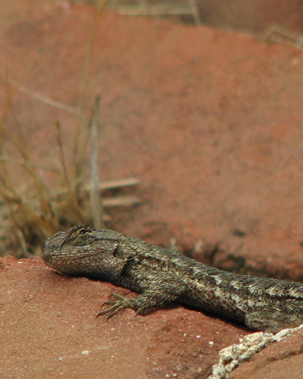 Fence Lizard, looking up