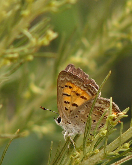 Taile Copper on California Sagebrush, ventral