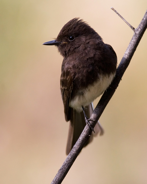 Black Phoebe (Sayornis nigricans)