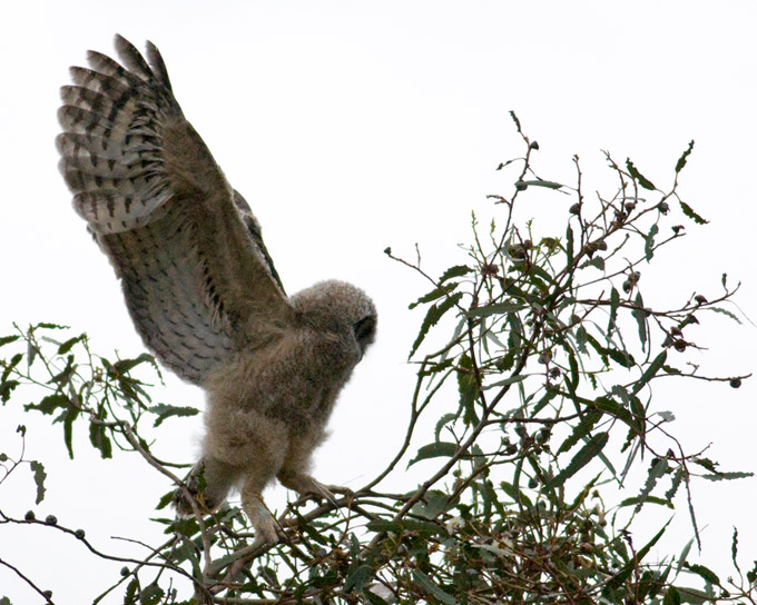 Great Horned Owl, immature stretching wings