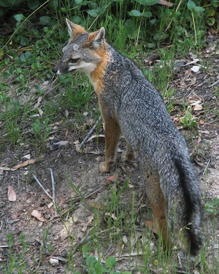 Gray Fox (Urocyon cinereoargenteus)