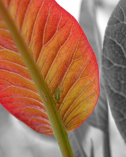 Aphid & Laurel Sumac leaf