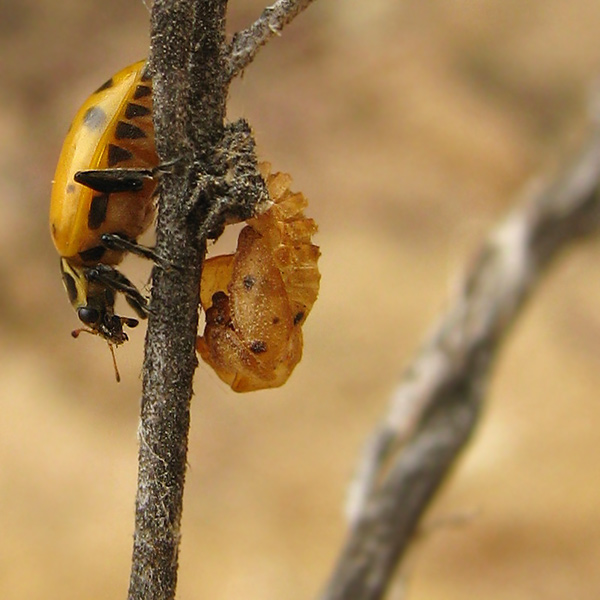 Convergent Lady Beetle & pupal case