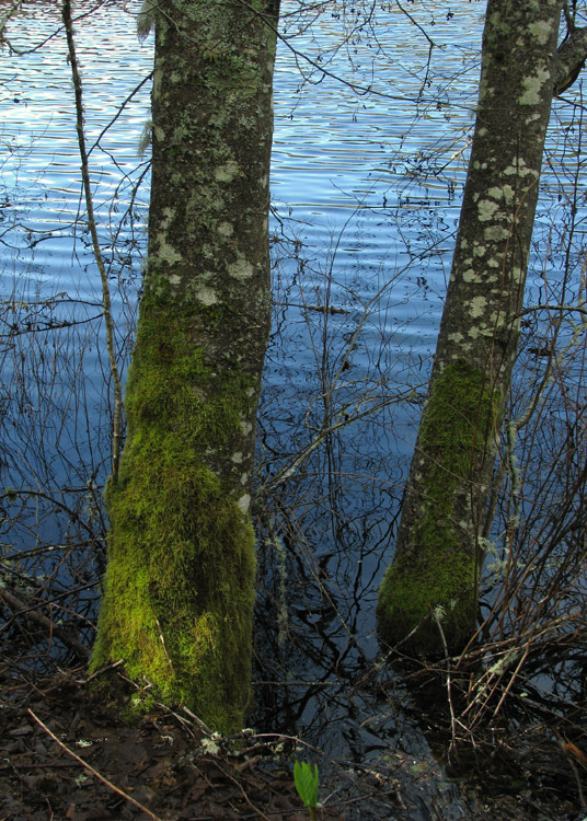 Fisher Pond, Vashon, Washington