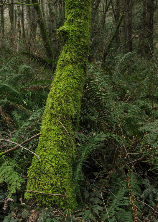 Christensen Pond, Vashon, Washington