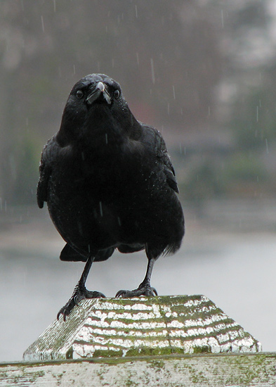 Crow + rain + the Seattle ferry