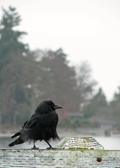 Crow + rain + the Seattle ferry