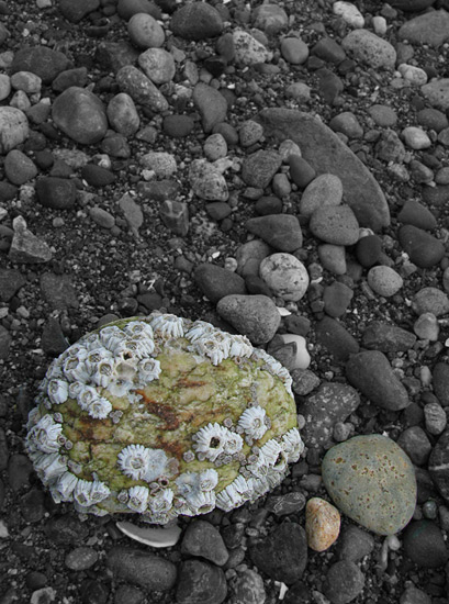 Point Robinson beachcombing