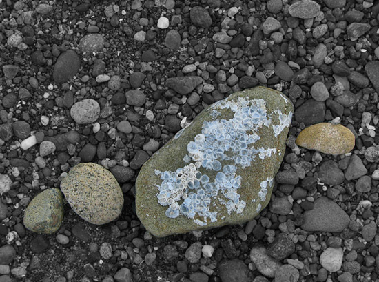 Point Robinson beachcombing