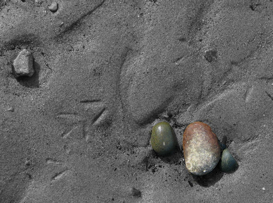 Fern Cove beachcombing