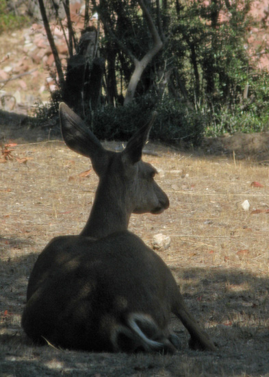 Mule Deer, female resting