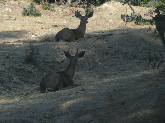 Mule Deer, two males resting