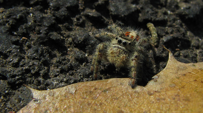 Phidippus jumping spider, immature