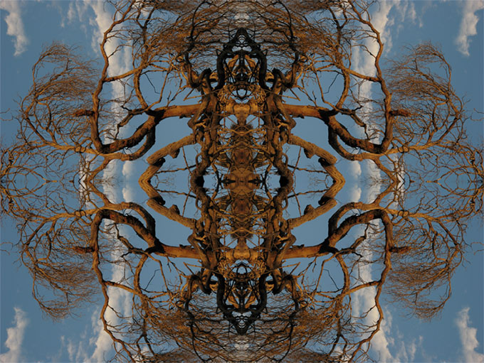 Oak tree, flipped2x