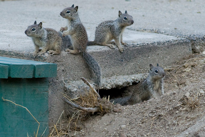 California Ground Squirrel, juveniles