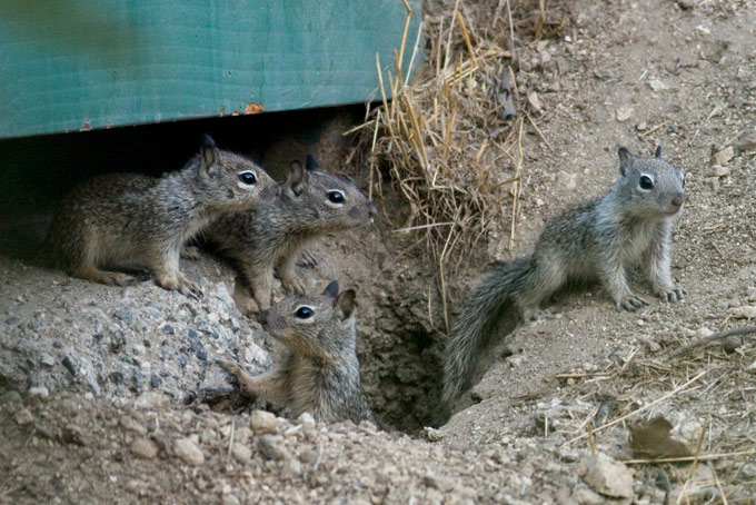 California Ground Squirrel, juveniles