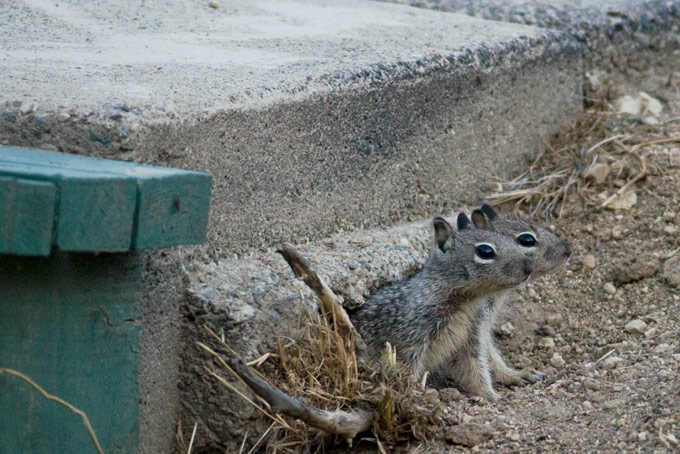 California Ground Squirrel, juveniles