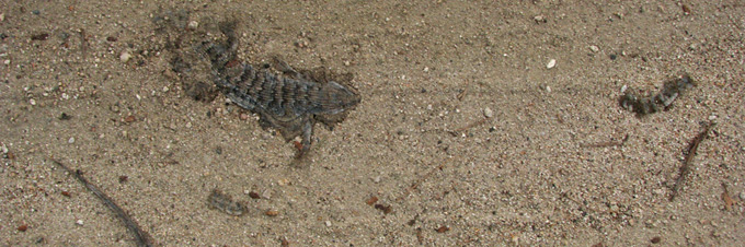 Southern Alligator Lizard, roadkill