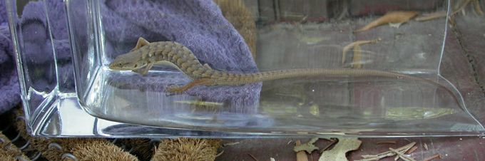 Southern Alligator Lizard, rescue