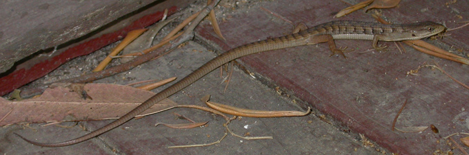 Southern Alligator Lizard, rescue