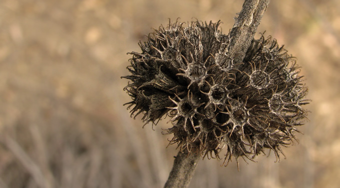 Black Sage, sepia