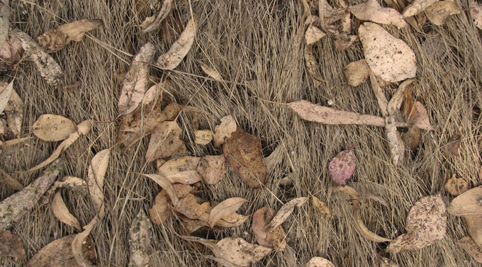 eucalyptus leaves & grass, sepia