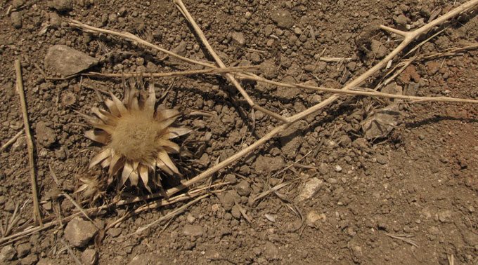 thistle, sepia