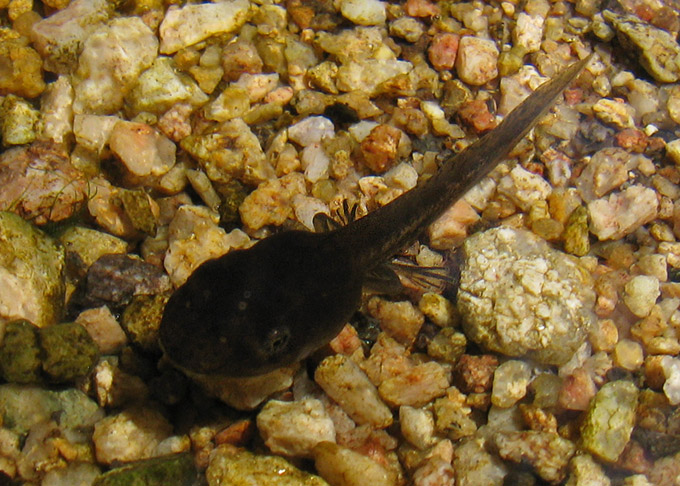 mystery tadpole #3