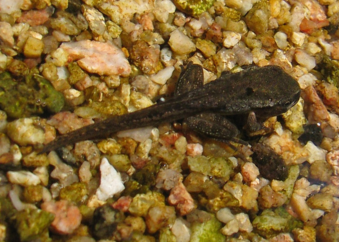 mystery tadpole #1