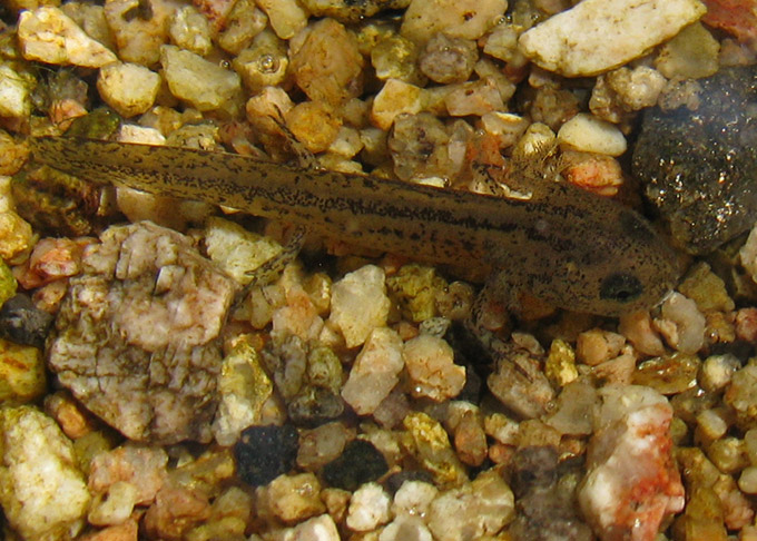 mystery tadpole #2