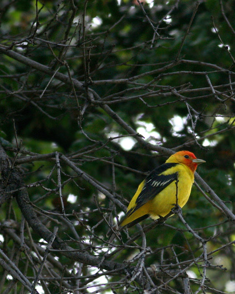 Western Tanager, male