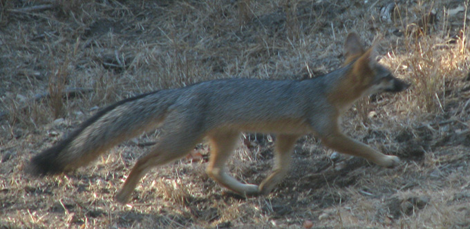 Gray Fox, running