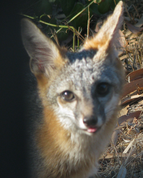 Gray Fox, funny face