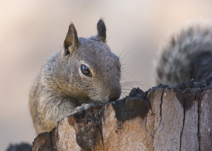 California Ground Squirrel, on stump