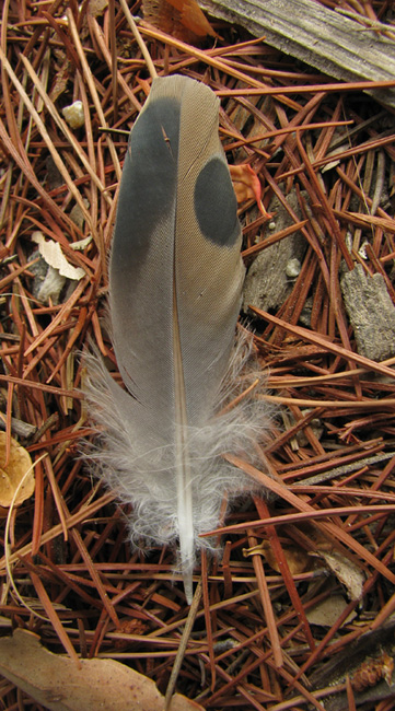 Mourning Dove feather