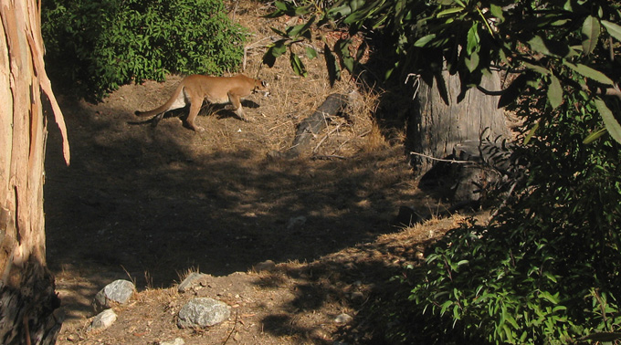 Mountain Lion