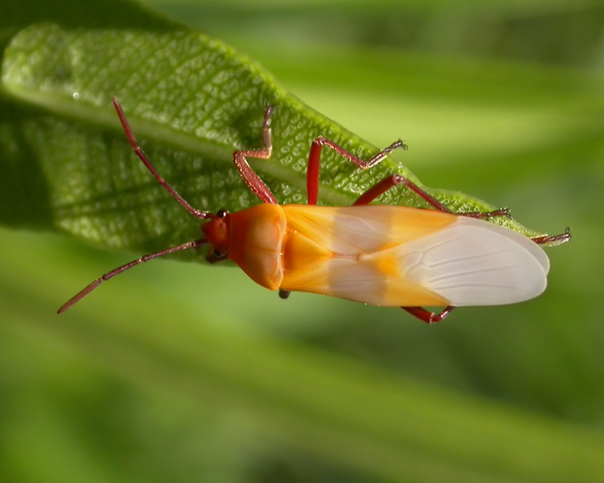 large milkweed bug -- teneral