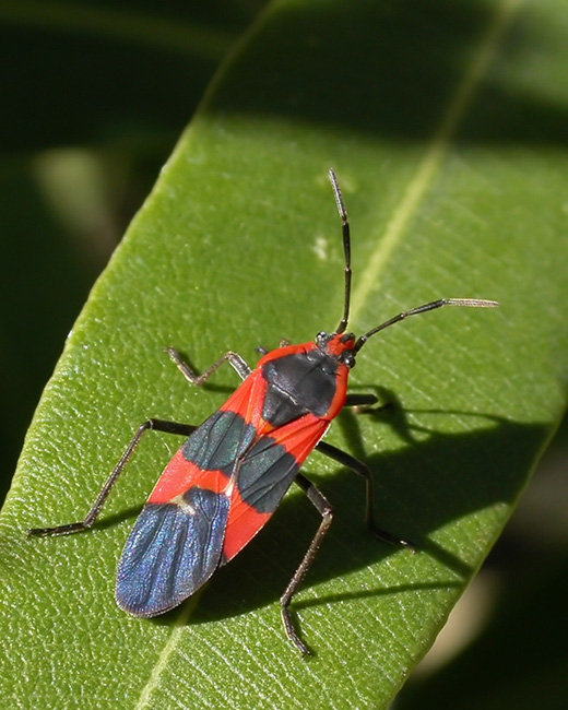 large milkweed bug 