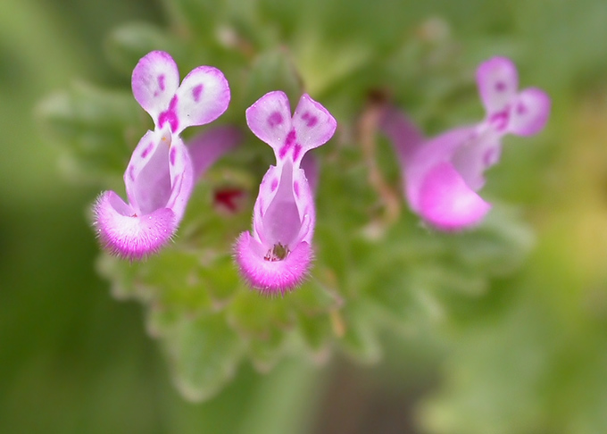 Henbit (Lamium amplexicaule)