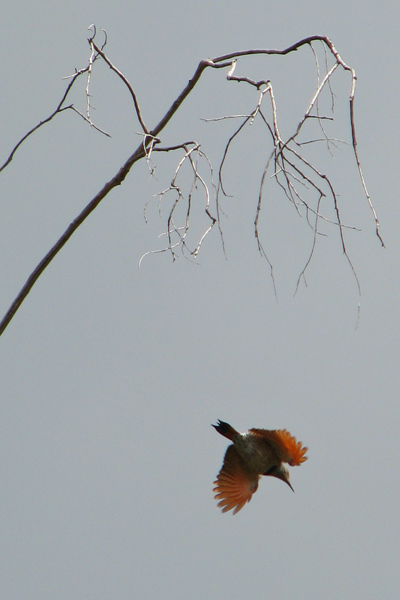 Northern Flicker