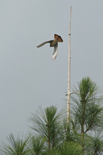 American Kestrel