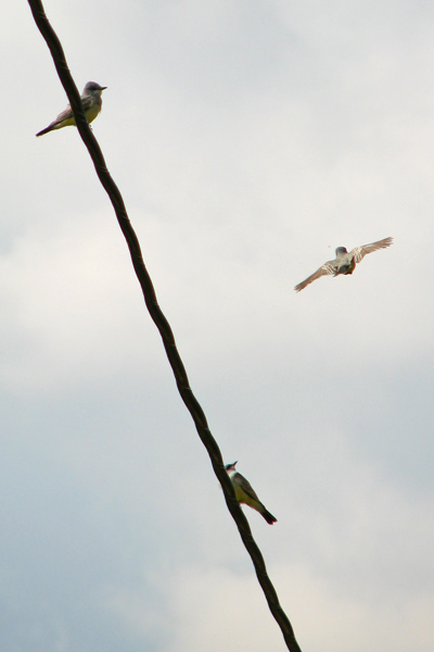 Cassin's Kingbirds