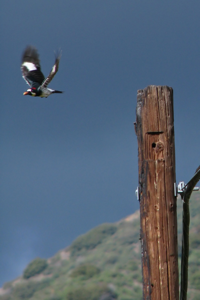 Acorn Woodpecker